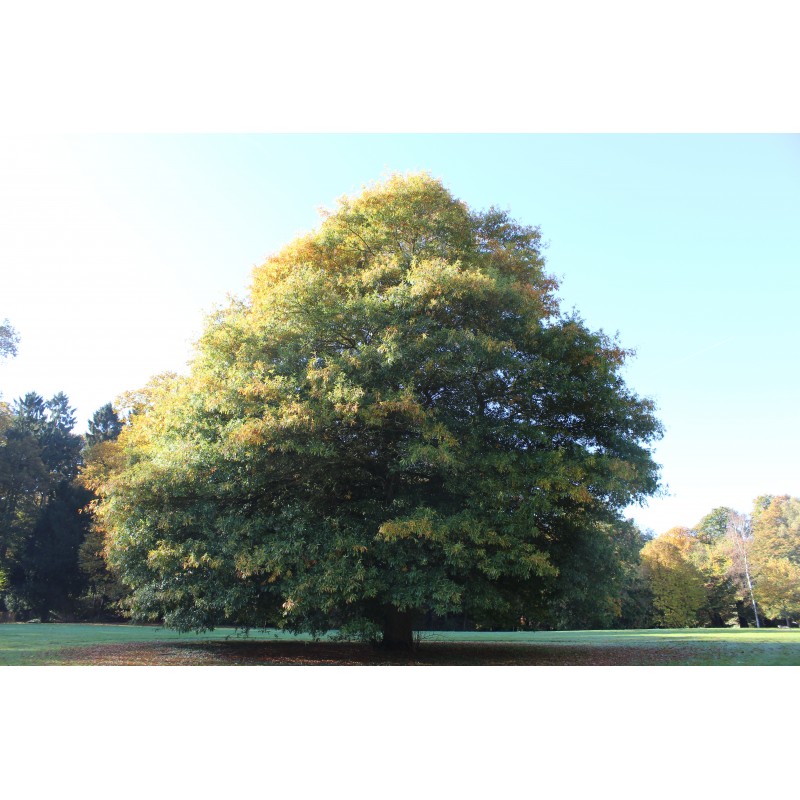 Chêne à feuilles de Saule Quercus phellos