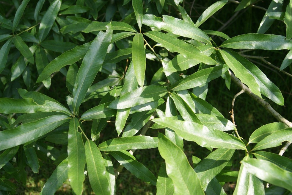 Chêne à feuilles de Saule