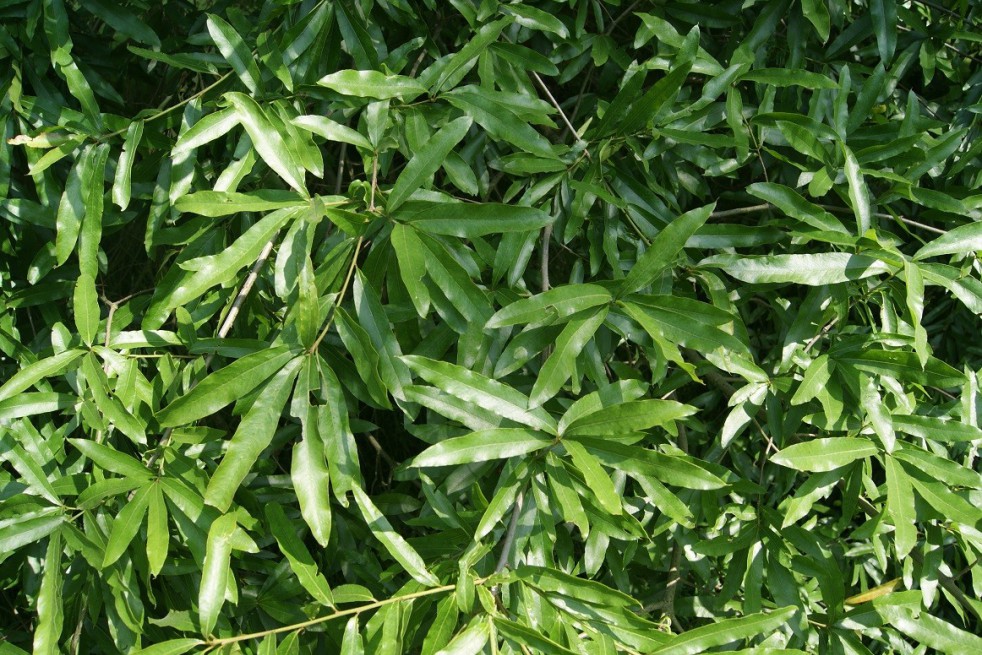 Chêne à feuilles de Saule