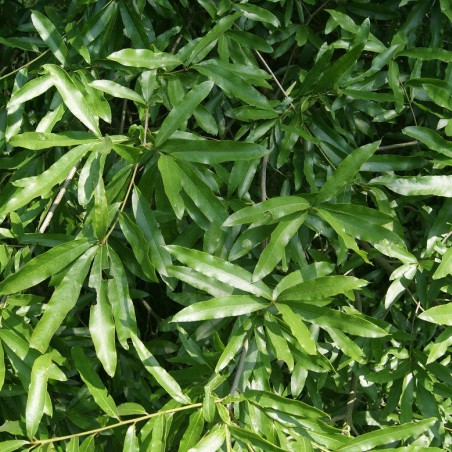Chêne à feuilles de Saule