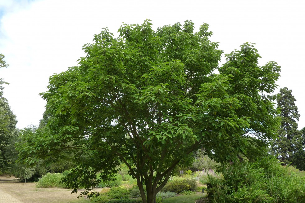Paper Mulberry