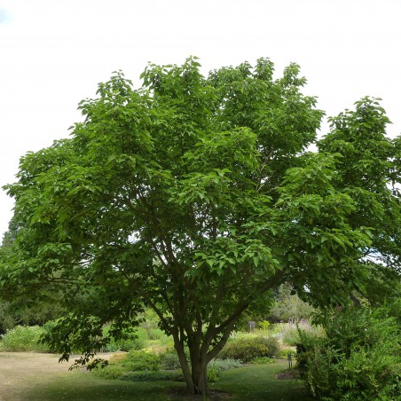 Paper Mulberry