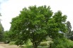 Paper Mulberry