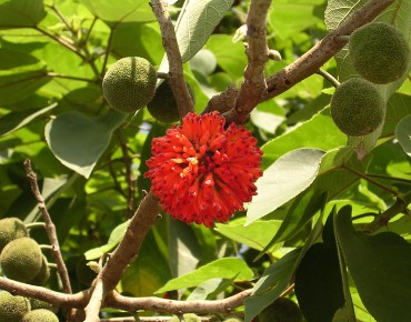 Mûrier à papier (domaine public via Wikimedia Commons)
