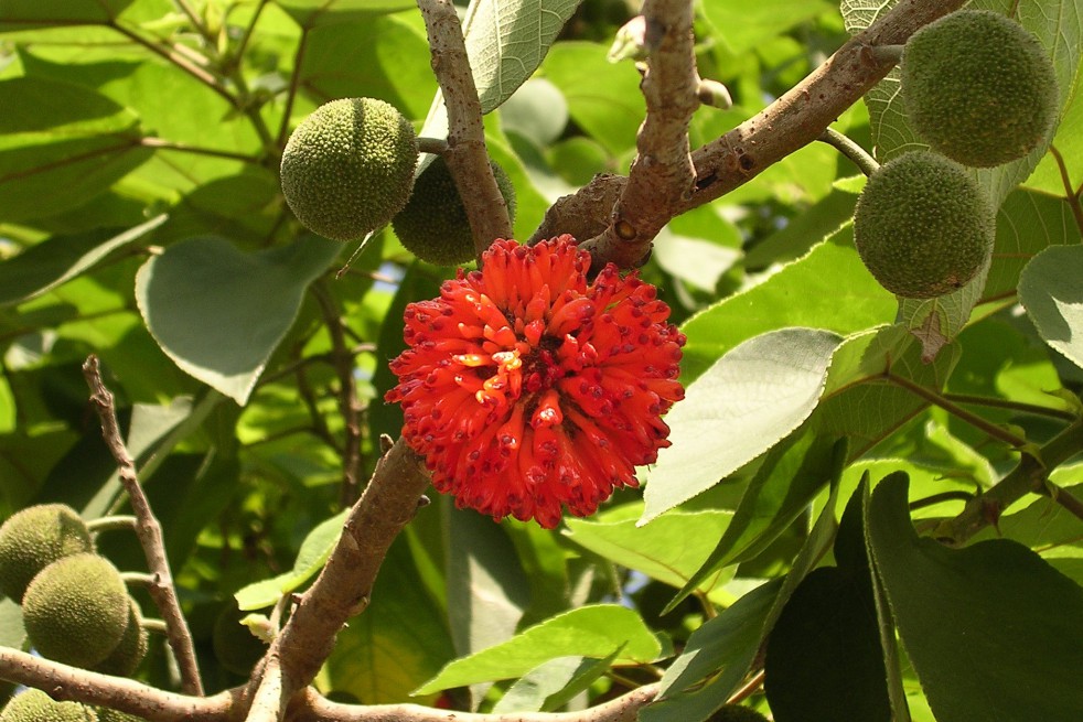 Mûrier à papier (domaine public via Wikimedia Commons)