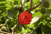 Paper Mulberry