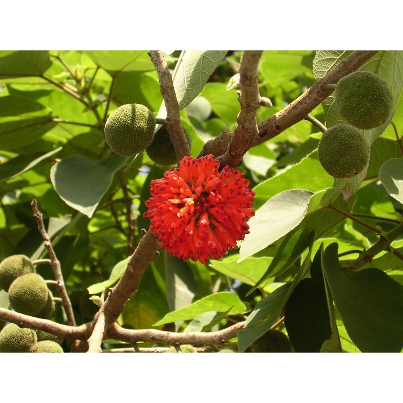 Paper Mulberry - Broussonetia Papyrifera