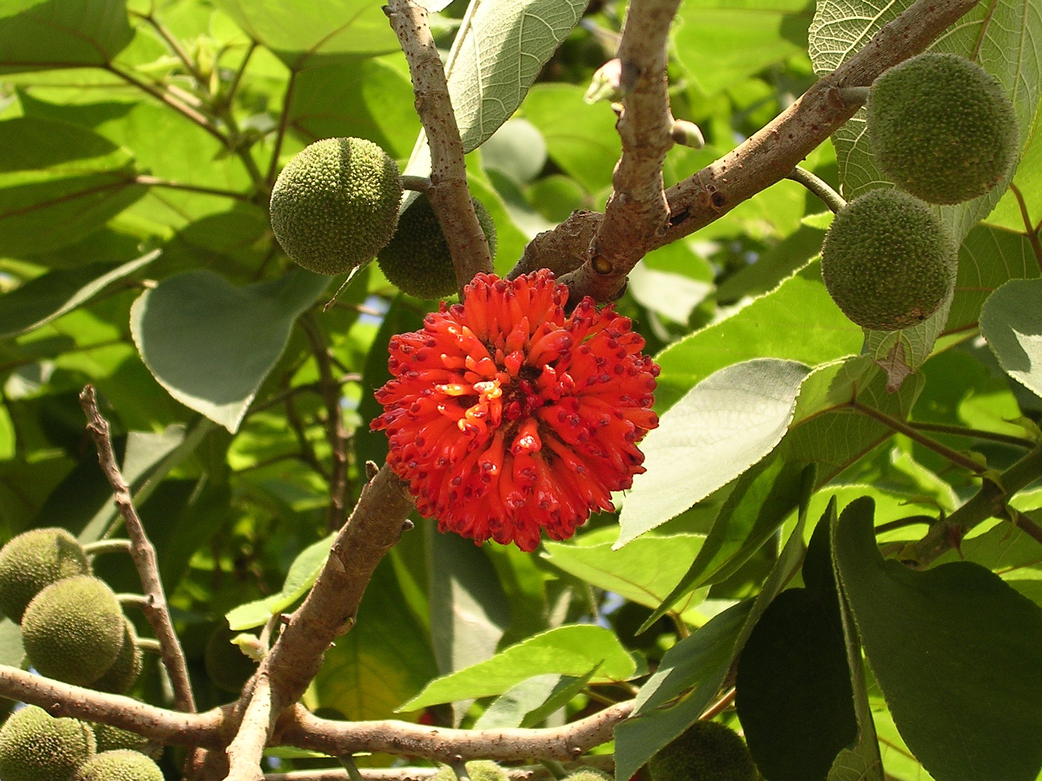 Paper Mulberry