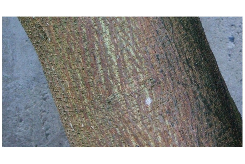 Paper Mulberry