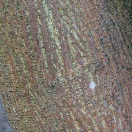 Paper Mulberry