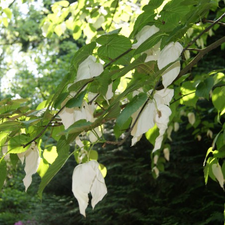 Arbre aux mouchoirs - Davidia Involucrata