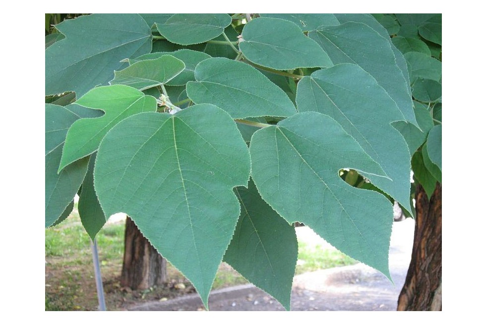 Mûrier à papier (Fraxinus, Public domain, via Wikimedia Commons)