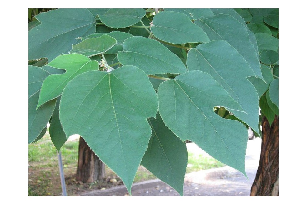 Paper Mulberry