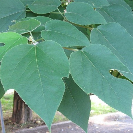 Papiermoerbei