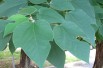 Paper Mulberry