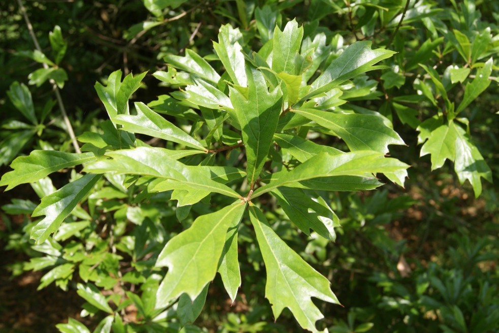 Zwarte eik Zwarte eik