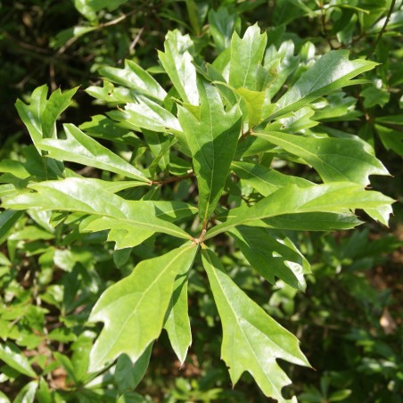 Chêne noir - Chêne d'eau