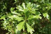 Water oak
