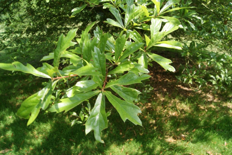 Zwarte eik Zwarte eik