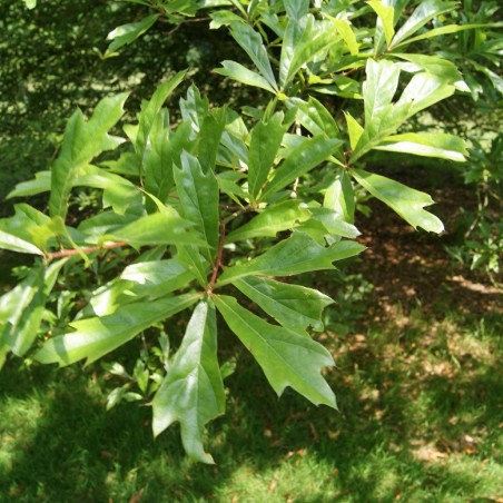 Chêne noir - Chêne d'eau