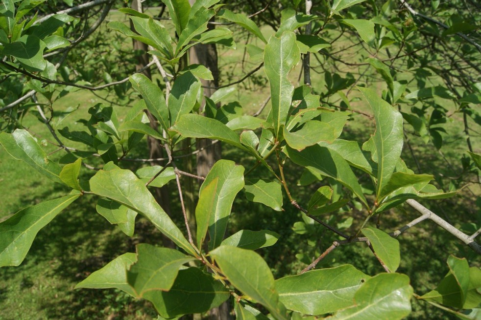 Zwarte eik Zwarte eik