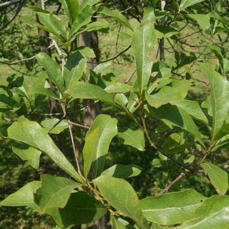 Chêne noir - Chêne d'eau