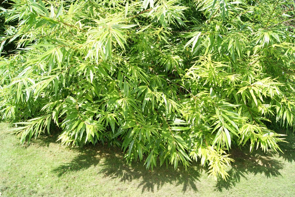 Saule de Sakhaline Golden Sunshine®