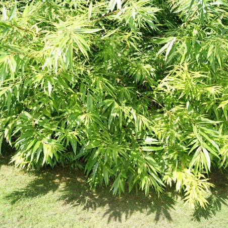Saule de Sakhaline Golden Sunshine®