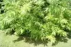 Saule de Sakhaline Golden Sunshine®