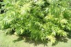 Saule de Sakhaline Golden Sunshine®
