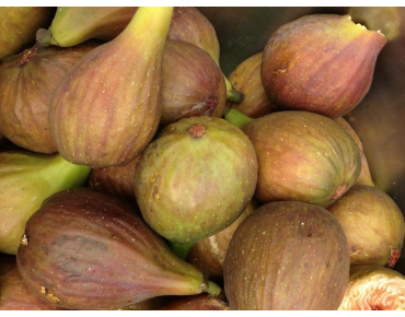 Fig tree Osborn's Prolific