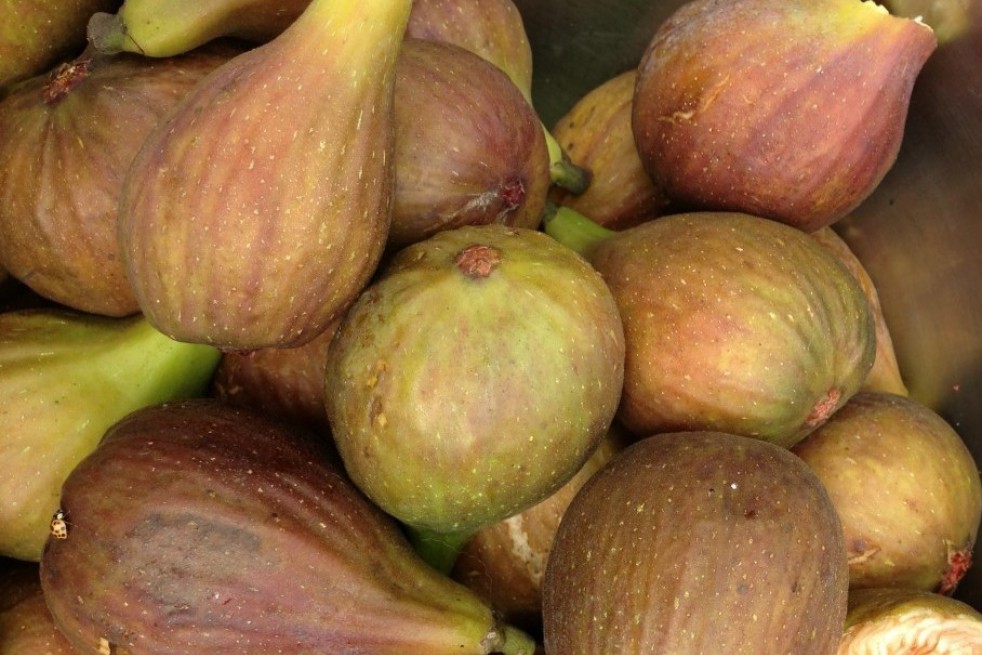 Figuier Osborn's Prolific