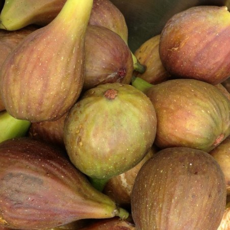 Fig tree Osborn's Prolific