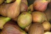Fig tree Osborn's Prolific