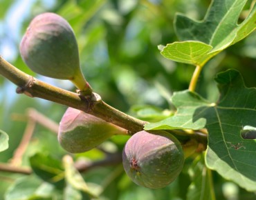 Fig tree Osborn's Prolific
