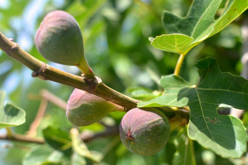 Fig tree Osborn's Prolific