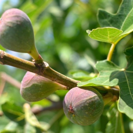 Fig tree Osborn's Prolific