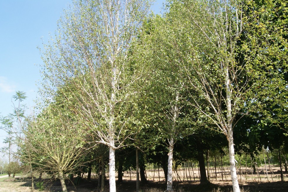 Himalayan Birch