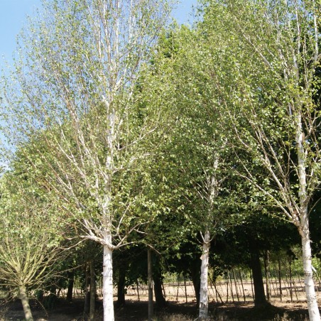 Bouleau blanc de l'Himalaya