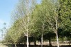 Himalayan Birch