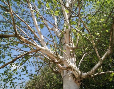Himalayan Birch