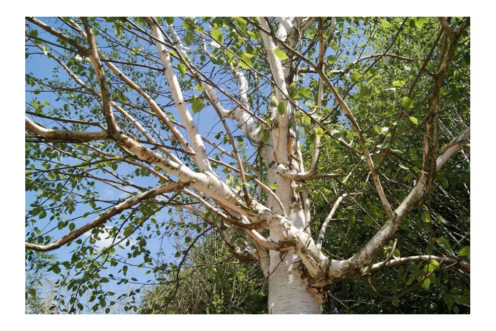Himalayan Birch