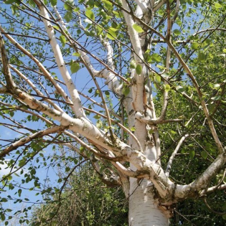 Bouleau blanc de l'Himalaya