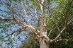 Himalayan Birch