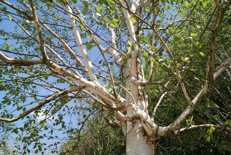 Bouleau blanc de l'Himalaya