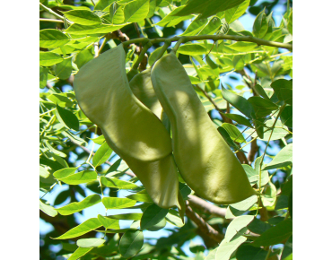 MONGO, Public domain, via Wikimedia Commons (Gymnocladus dioicus)