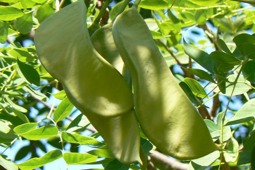 MONGO, Public domain, via Wikimedia Commons (Gymnocladus dioicus)
