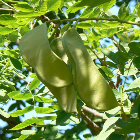 MONGO, Public domain, via Wikimedia Commons (Gymnocladus dioicus)