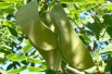 MONGO, Public domain, via Wikimedia Commons (Gymnocladus dioicus)