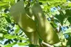 MONGO, Public domain, via Wikimedia Commons (Gymnocladus dioicus)